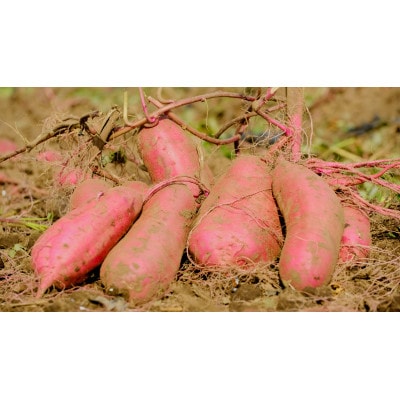 べにはるか平切り320g×3袋【配送不可地域：離島・沖縄県】