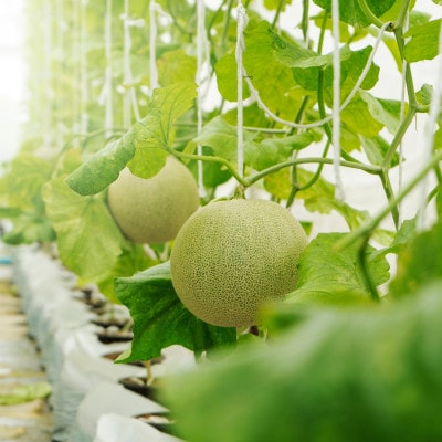 【生産量日本一】茨城県産 アールスメロン【特秀】1玉【配送不可地域：離島・沖縄県】