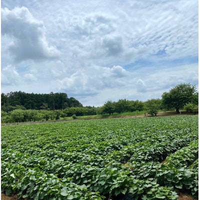 熟成蜜芋 ねっとり甘い 半熟スイートポテト120g×6個【配送不可地域：離島・沖縄県】