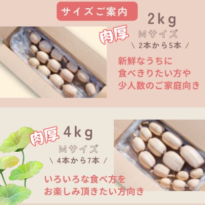 【茨城県産】掘りたてれんこん 計2kg【配送不可地域：離島・沖縄県】