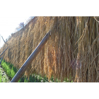 令和7年産　奥久慈大子町産コシヒカリ　精米　計10kg【配送不可地域：離島・沖縄県】