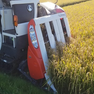 茨城県産こしひかりミックス 白米5kg 令和7年産【配送不可地域：離島・沖縄県】