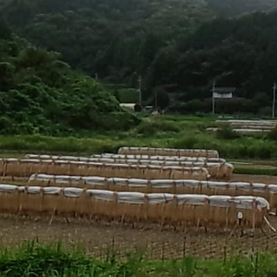 茨城県産 こしひかりミックス 精米 令和7年産　10kg×1袋【配送不可地域：離島・沖縄県】