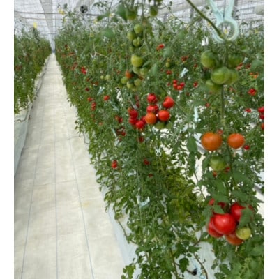 フルーツトマト1kg【配送不可地域：離島・沖縄県】