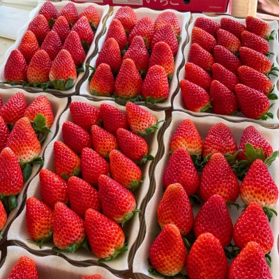 特別栽培農産物 いばらキッス 2パック 茨城県オリジナルブランドいちご【拓実の会(濱野いちご園)】【配送不可地域：離島・沖縄県】