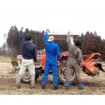 奇跡のハーブ ホーリーバジルティー【ティーパック10個入×2袋、急須用茶葉×2袋】計4袋【配送不可地域：離島・沖縄県】