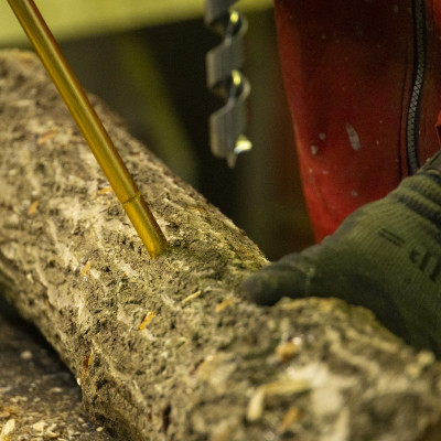 原木生しいたけ 約1kg・肉厚【配送不可地域：離島・沖縄県】