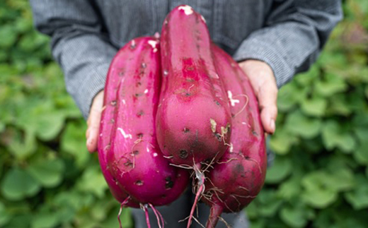 【紅はるか/お試し用】茨城県産干しいも150g×2袋　(簡単開閉できるチャック付)【配送不可地域：離島・沖縄県】