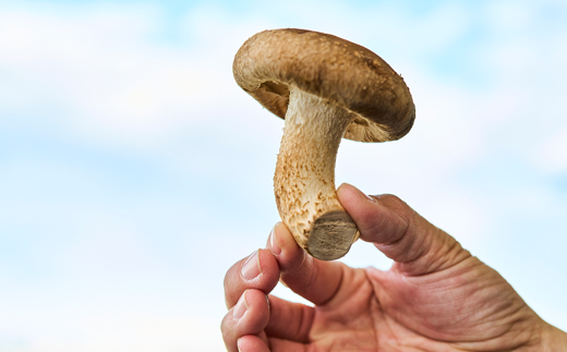 茨城県城里町産 きのこの詰め合わせ Lサイズ 約2kg【配送不可地域：離島・沖縄県】