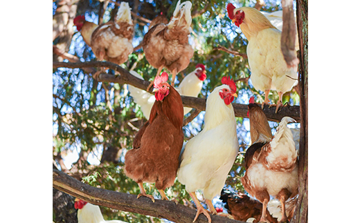 天馬夢のハッピーエッグ　30個【配送不可地域：離島・沖縄県】