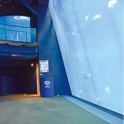 アクアワールド茨城県大洗水族館　貸切1時間プラン(オーシャンホールにイルカが遊びに来る)【配送不可地域：離島・沖縄県】