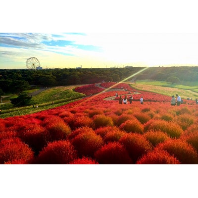 スカイマークで行く!茨城行き旅行商品(パッケージ旅行)15,000円分割引【配送不可地域：離島・沖縄県】