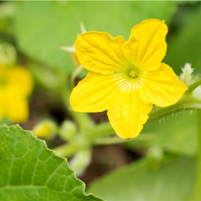 【加工用】茨城県鉾田市産 摘果メロン(子メロン)約5kg【配送不可地域：離島・沖縄県】