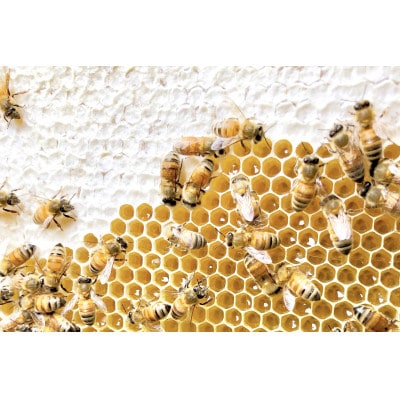 茨城県産 国産 天然生はちみつ 田舎はちみつスティック セット 2.5g×12本×7種類【配送不可地域：離島・沖縄県】