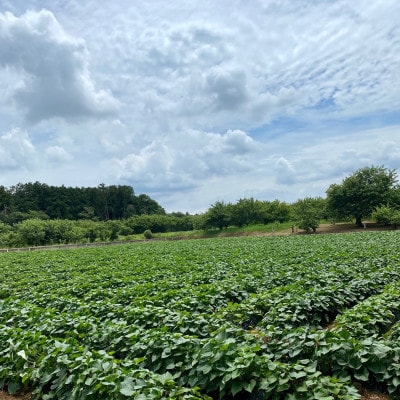 熟成蜜焼き芋 ねっとり甘い姫蜜焼き芋250g×4パック【配送不可地域：離島・沖縄県】
