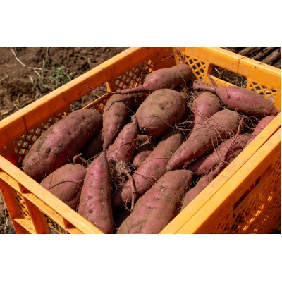 ねっとり甘い熟成蜜焼き芋 1.5kg【配送不可地域：離島・沖縄県】