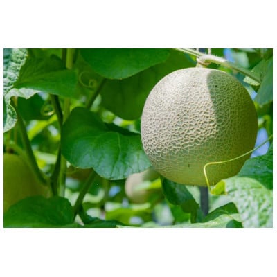 茨城県鉾田市産 アールスメロン 2.0kg以上×1玉【配送不可地域：離島・沖縄県】