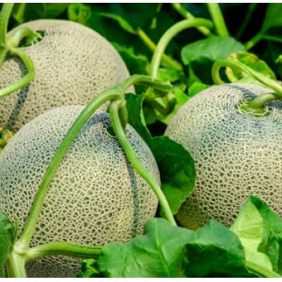 【令和5年 品質優良賞受賞】茨城県旭村産クインシーメロン(赤肉) 特秀2玉【配送不可地域：離島・沖縄県】