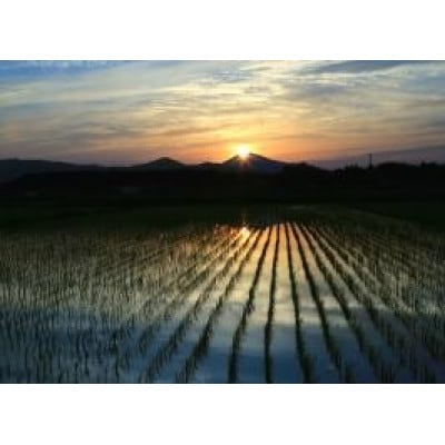 茨城県産 こしひかりミックス 精米 令和7年産　10kg×1袋【配送不可地域：離島・沖縄県】