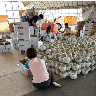 茨城県産メロン 茨城県オリジナル品種 イバラキング 2玉(3L)2026年5月下旬順次発送予定【配送不可地域：離島・沖縄県】