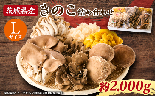 茨城県城里町産 きのこの詰め合わせ Lサイズ 約2kg【配送不可地域：離島・沖縄県】