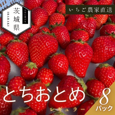 【2026年1月より順次発送予定】風早いちご園 とちおとめ レギュラー 250g×8パック【配送不可地域：離島・北海道・沖縄県】