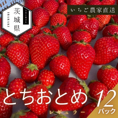 【2026年1月より順次発送予定】風早いちご園 とちおとめ レギュラー 250g×12パック【配送不可地域：離島・北海道・沖縄県】