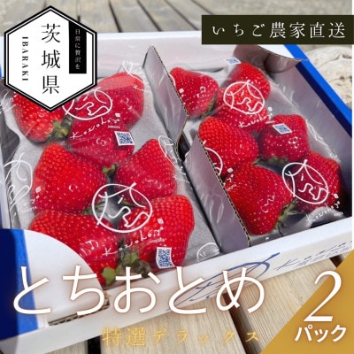 【2026年1月順次発送】風早いちご園  とちおとめ 特選デラックス 2パック【配送不可地域：離島・北海道・沖縄県】