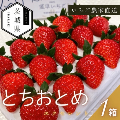 【2026年1月より順次発送予定】風早いちご園 とちおとめ エクセレント 1箱(12粒or15粒)【配送不可地域：離島・北海道・沖縄県】
