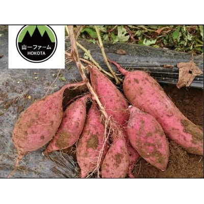 【12月より順次発送予定】山一ファーム 熟成貯蔵 さつまいも 5kg 紅はるか(S～Lサイズ)【配送不可地域：離島・沖縄県】