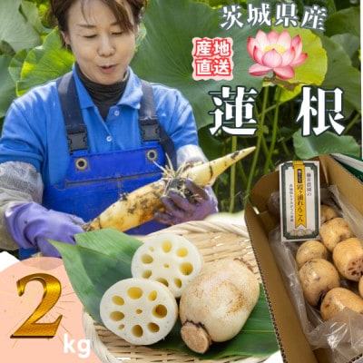 【茨城県産】掘りたてれんこん 計2kg【配送不可地域：離島・沖縄県】