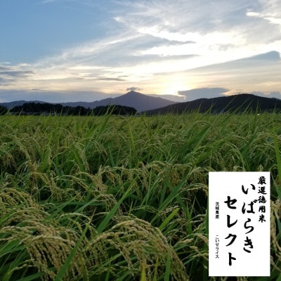 茨城県産 こしひかりミックス 精米 令和7年産　15kg×1袋【配送不可地域：離島・沖縄県】