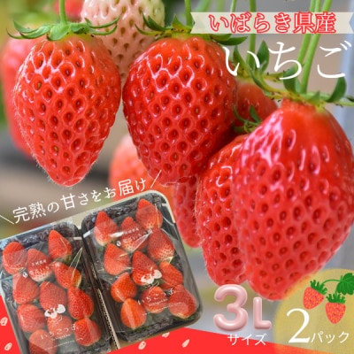 【茨城県産】菅谷いちご園の完熟いちご　3Lサイズ 11粒×2パック【配送不可地域：離島・北海道・沖縄県・中国・四国・九州】
