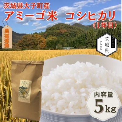 令和7年産新米 アミーゴ米5kg(コシヒカリ・天日干し米(1年目))栽培期間中農薬・化学肥料不使用【配送不可地域：離島・沖縄県】