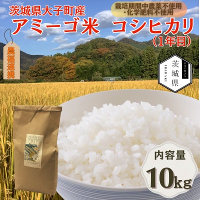 令和7年産新米 アミーゴ米10kg(コシヒカリ・天日干し米(1年目))栽培期間中農薬・化学肥料不使用【配送不可地域：離島・沖縄県】