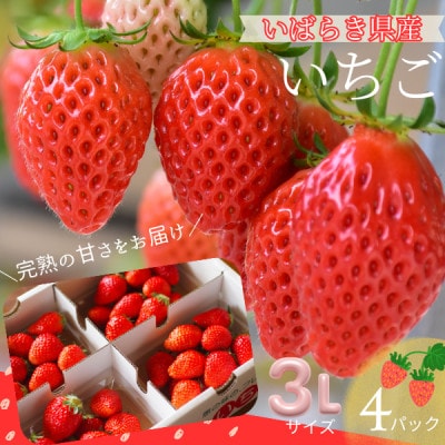 【茨城県産】菅谷いちご園の完熟いちご『いちごっ子』 3Lサイズ 11粒×4パック【配送不可地域：離島・北海道・沖縄県・中国・四国・九州】