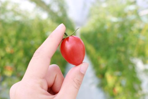 ドロップファームの美容トマト(R)トマトジュースたっぷり24本セット【トマト とまと ブレンド イエローアイコ アイコ セット 野菜ジュース 野菜 やさい 健康 水戸市 茨城県】（CK-10）