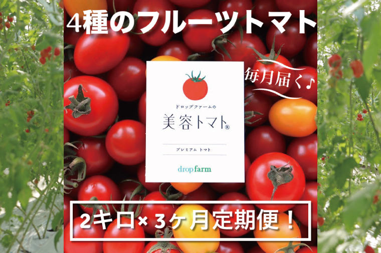 【3ヶ月定期便】【11月より順次発送】ドロップファームの美容トマトおまかせ2kg箱(４種ミックス)【とまと フルーツトマト 野菜ソムリエ 栄養士 アイコ イエローアイコ 小鈴 フルティカ 野菜 フレッシュ 水戸市 茨城県】（CK-18）