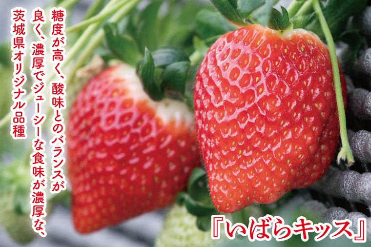 【12月中旬より順次発送】【数量限定】茨城県オリジナル品種『いばらキッス』DX300g×2パック【いちご 苺 フルーツ 果物 くだもの 水戸市 茨城県】（DO-3）