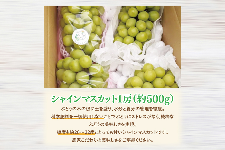 【2026年9月中旬より順次発送】令和7年度 茨城県生産力向上共励会 特別賞受賞！糖度約20～22度！美味しさにこだわったシャインマスカット（約500g）1房 化学肥料不使用 農家直送【葡萄 ぶどう マスカット フルーツ 果物 くだもの 水戸市 水戸 茨城県】（GG-20）