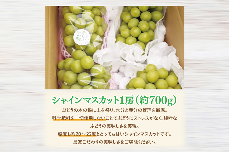 【2026年9月中旬より順次発送】令和7年度 茨城県生産力向上共励会 特別賞受賞！糖度約20～22度！美味しさにこだわったシャインマスカット（約700g）1房 化学肥料不使用 農家直送【葡萄 ぶどう マスカット フルーツ 果物 くだもの 水戸市 水戸 茨城県】（GG-21）