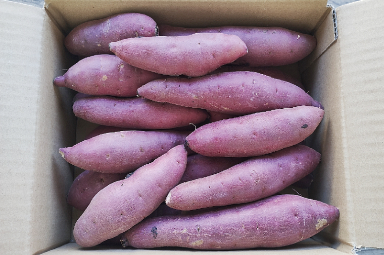 【数量限定】紅はるかSSサイズ2kg箱【茨城県共通返礼品/東海村】【新さつまいも 新芋 さつまいも 芋 焼き芋 焼芋 やきいも 水戸市 茨城県 】（KE-12）