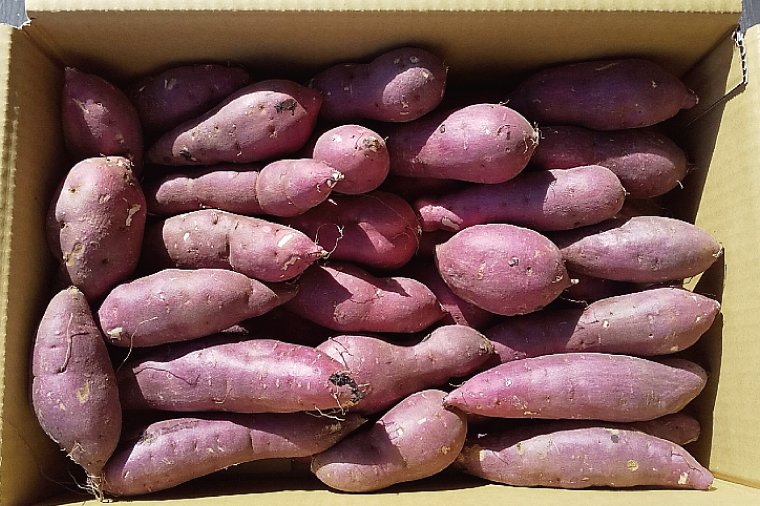 【数量限定】紅はるかSSサイズ5kg箱【茨城県共通返礼品/東海村】【新さつまいも 新芋 さつまいも 芋 いも  焼き芋 焼芋 やきいも 水戸市 茨城県】（KE-13）