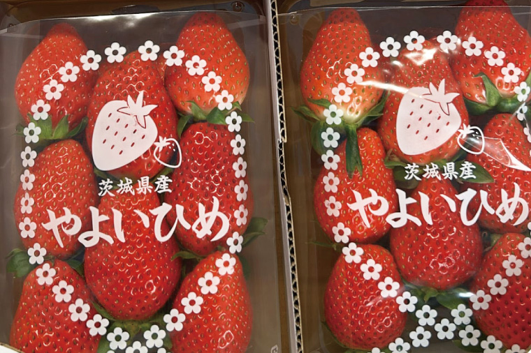 【2026年1月中旬以降発送】【数量限定】【朝採れ】いちご やよいひめ3L 4パック【茨城県共通返礼品／石岡市】【朝どり 果物 くだもの フルーツ 苺 イチゴ 完熟 甘い 農家直送】（KU-3）