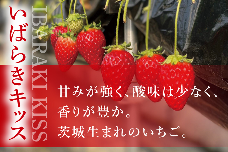【数量限定】【離島配送不可】いばらキッス×みくのか 4パック/箱【茨城県共通返礼品/石岡市】【いちご イチゴ 苺 果物 くだもの  フルーツ 茨城県】（LX-10）