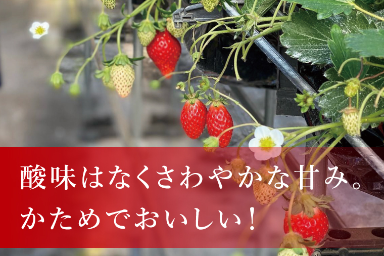 【数量限定】【離島配送不可】みくのか 4パック/箱【茨城県共通返礼品/石岡市】【いちご イチゴ 苺 果物 くだもの  フルーツ 茨城県】（LX-8）