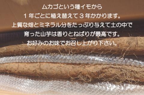 【数量限定】水戸の３年長芋（元気の源）【ながいも 山芋 やまいも 野菜 やさい ムカゴ とろろ 茨城県 水戸市】（HD-1）