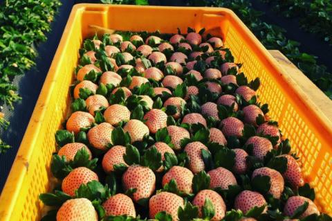 【数量限定】冷凍いちご 希少なプレミアム白イチゴ『淡雪』1kg入×2袋 合計2kg オリジナルレシピ有り【苺 いちご フルーツ 果物 冷凍 水戸市 茨城県】（DO-1）