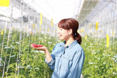 ドロップファームの美容トマトジュース720ml 2本セット(赤黄)【トマト とまと ブレンド イエローアイコ アイコ セット 野菜ジュース 野菜 やさい 健康 水戸市 茨城県】（CK-8）