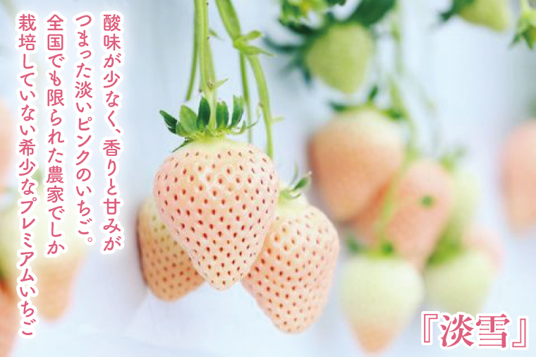 【12月中旬より順次発送】【数量限定】茨城県オリジナル品種『いばらキッス』と希少なプレミアム白イチゴ『淡雪』紅白化粧箱一箱（12粒～18粒）【いちご 苺 フルーツ 果物 くだもの 水戸市 茨城県】（DO-2）